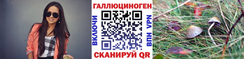 купить   Пучеж  Псилоцибиновые грибы мицелий 